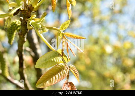 Im Frühjahr erschienen die ersten Blätter und Triebe auf einem Kirschzweig. Stockfoto