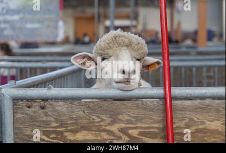 Gelangweilte Schafe in seinem Stall bei der Pennsylvania Farm Show in Harrisburg, Pennsylvania Stockfoto