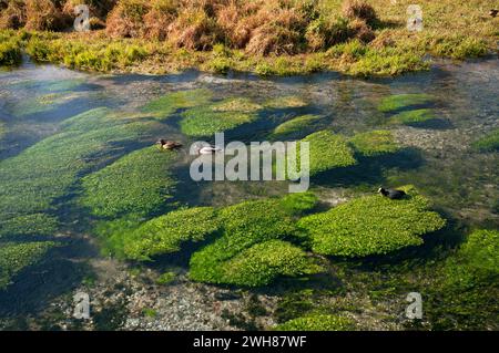 Eurasische Hähnchen und Stockenten schwimmen im Naturreservat Posta Fibreno See, Latium, Italien Stockfoto