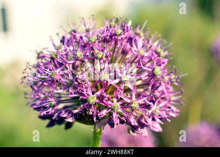 Die niederländischen Zwiebeln, die im Garten wachsen, blühten mit Fliederblüten. Stockfoto