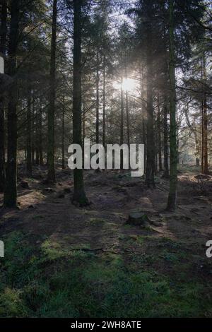 Das Leben in den Wäldern - Taunton, England Stockfoto