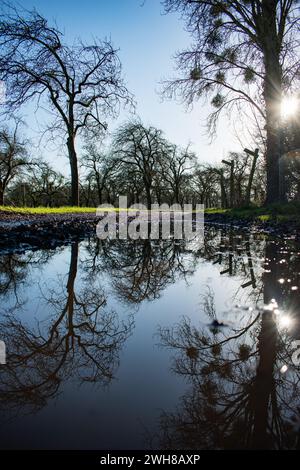 Das Leben in den Wäldern - Taunton, England Stockfoto