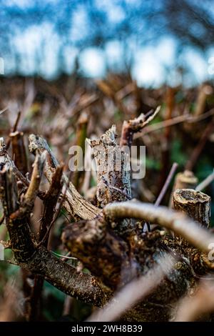 Das Leben in den Wäldern - Taunton, England Stockfoto