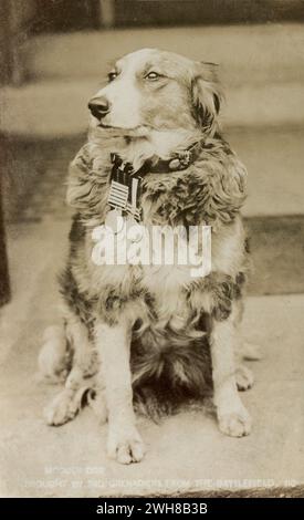 Ca. 1905: Eine antikes Foto-Postkarte mit dem Titel „Modder Dog – Bred by the 3rd Grenadiers from the Battlefield“, auf der der Hund Modder dargestellt wird, der während des Anglo-Buren-Krieges Maskottchen der Grenadier-Garde des 3. Bataillons war. Sie wurde von den Guards in der Schlacht am Modder River am 28. November 1899 gefunden, die sie dann als Maskottchen adoptierten. Der Hund trägt die Queen’s & King’s Südafrika Medaillen auf ihrem Kragen. Stockfoto