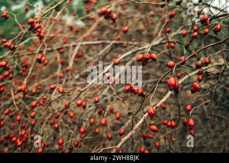 Reife Rosenhüftzweige Ende Oktober. Medizinische Beeren, rosa canina, Hunderose Stockfoto