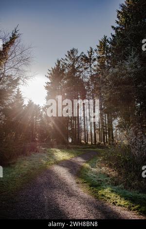 Das Leben in den Wäldern - Taunton, England Stockfoto