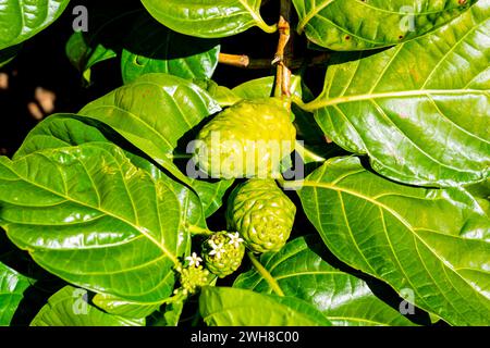 Nahaufnahme von zwei Noni-Früchten auf dem Baum. Noni, oder Morinda citrifolia, ist ein Baum aus der Familie der Rubiaceae oder seiner Frucht. Stockfoto