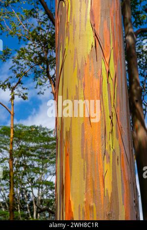 Regenbogeneukalyptusbaum am Keahua Arboretum in der Nähe von Kapa'a, Kauai, Hawaii. Stockfoto