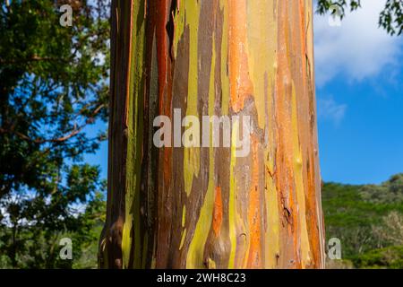 Regenbogeneukalyptusbaum am Keahua Arboretum in der Nähe von Kapa'a, Kauai, Hawaii. Stockfoto