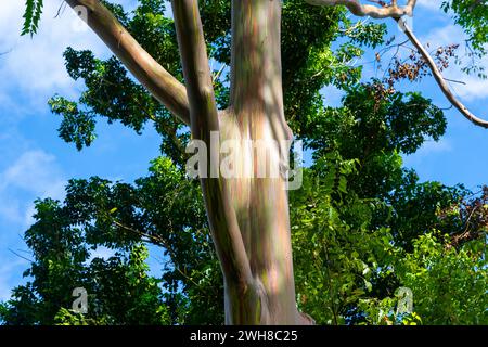 Regenbogeneukalyptusbaum am Keahua Arboretum in der Nähe von Kapa'a, Kauai, Hawaii. Stockfoto