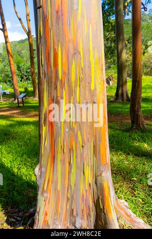 Regenbogeneukalyptusbaum am Keahua Arboretum in der Nähe von Kapa'a, Kauai, Hawaii. Stockfoto