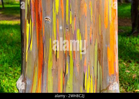 Regenbogeneukalyptusbaum am Keahua Arboretum in der Nähe von Kapa'a, Kauai, Hawaii. Stockfoto