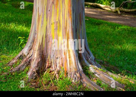 Regenbogeneukalyptusbaum am Keahua Arboretum in der Nähe von Kapa'a, Kauai, Hawaii. Stockfoto