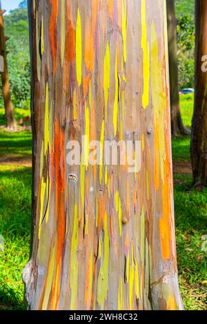 Regenbogeneukalyptusbaum am Keahua Arboretum in der Nähe von Kapa'a, Kauai, Hawaii. Stockfoto