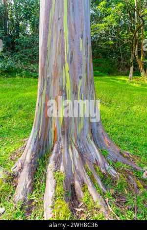 Regenbogeneukalyptusbaum am Keahua Arboretum in der Nähe von Kapa'a, Kauai, Hawaii. Stockfoto