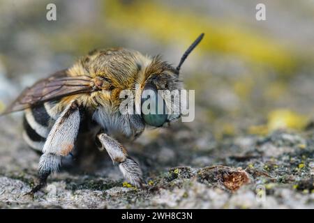 Natürliche DetailNahaufnahme eines blauäugigen Weibchens der weißwandigen, blaubändigen Einzelbiene, Amegilla albigena, die auf Holz sitzt Stockfoto