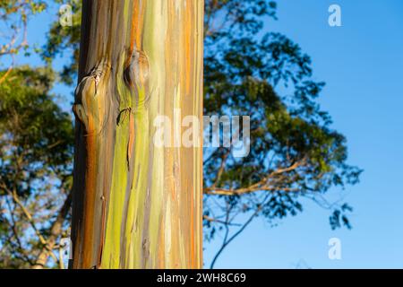Rainbow Eukalyptus Trees am Keahua Arboretum bei Kapa'a, Kauai, Hawaii. Rainbow Eucalyptus ist ein Baum der Art Eucalyptus deglupta mit markantem Charakter Stockfoto