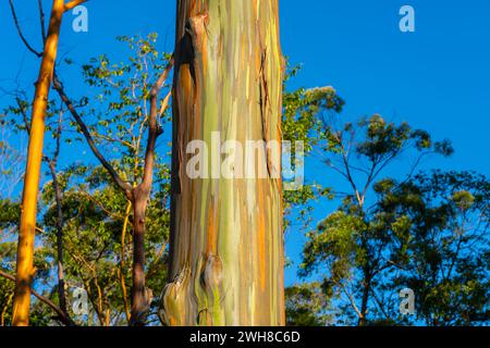 Rainbow Eukalyptus Trees am Keahua Arboretum bei Kapa'a, Kauai, Hawaii. Rainbow Eucalyptus ist ein Baum der Art Eucalyptus deglupta mit markantem Charakter Stockfoto