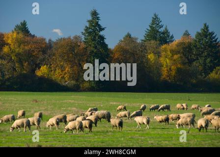 Sheep Pasture, Linn County, Oregon Stockfoto