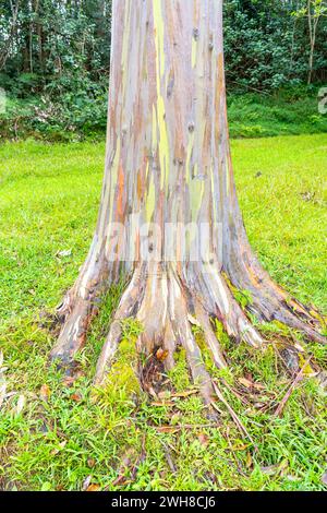 Regenbogeneukalyptusbaum am Keahua Arboretum in der Nähe von Kapa'a, Kauai, Hawaii. Rainbow Eucalyptus ist ein Baum der Art Eucalyptus deglupta mit markantem Charakter Stockfoto