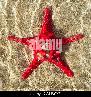 Kreative Sommerszene mit rotem Seestern im Wasser auf sandigem Hintergrund. Minimales Sommerkonzept. Trendige Urlaubsidee. Kreatives SEA STAR-Flatlay. Stockfoto