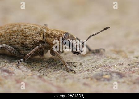 Detaillierte Nahaufnahme eines europäischen Breitnasenkäfers, des Rübenblattkäfers, Tanymecus palliatus Stockfoto