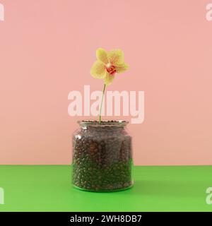 Kreatives Layout für Frühling und Sommer mit wunderschönen natürlichen Orchideenblüten in einem Glas voller Kaffeebohnen als Blumentopf. Stockfoto