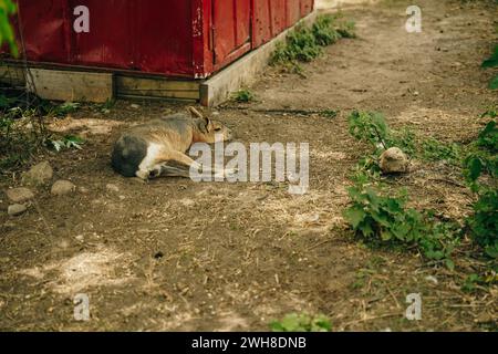 Schlafende Capybara, die auf dem Gras liegt, zur goldenen Stunde des Sonnenuntergangs. Hochwertige Fotos Stockfoto