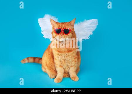 Angel Cupid orange Katze mit Sonnenbrille und Engelsflügeln auf blauem Hintergrund. Valentinstag-Konzept Stockfoto