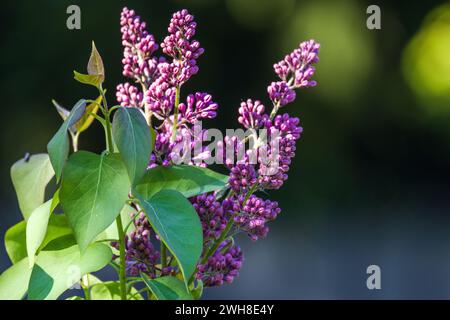 Fliederblüten auf unscharfem natürlichem Hintergrund, Makrofoto mit selektivem Weichfokus der blühenden Holzpflanze an einem sonnigen Frühlingstag Stockfoto