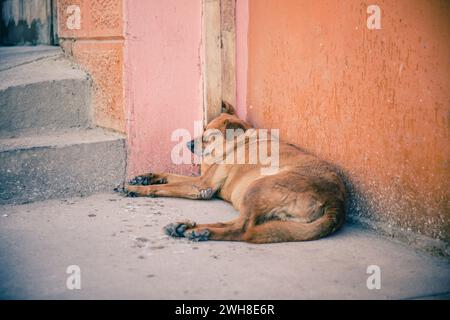 Ein schlafender Hund vor einer roten Hausmauer in den Straßen von Valparaiso, Chile. Stockfoto