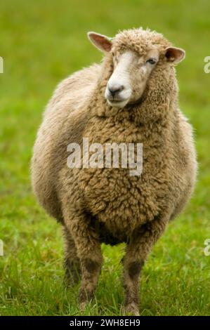 Schafe, Linn County, Oregon Stockfoto