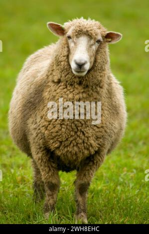 Schafe, Linn County, Oregon Stockfoto