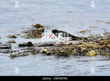 Eurasischer Austernfischer, Austernfischer, Huîtrier Torte, Haematopus ostralegus, csigaforgató, Norwegen, Skandinavien, Europa Stockfoto