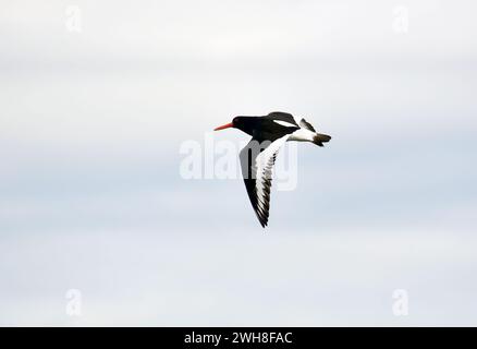 Eurasischer Austernfischer, Austernfischer, Huîtrier Torte, Haematopus ostralegus, csigaforgató, Norwegen, Skandinavien, Europa Stockfoto