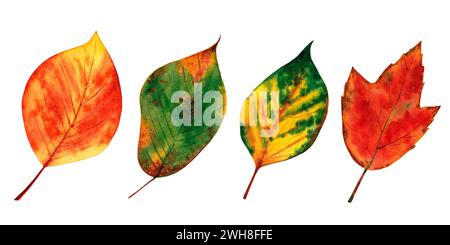 Herbstlaub gesetzt. Aquarellabbildung isoliert auf weißem Hintergrund Stockfoto