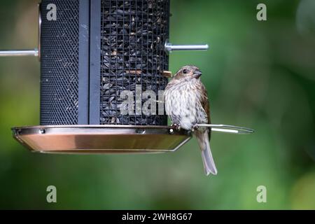 Weibliche Purpurfinke, Haemorhous purpureus, auf Futtermittel Stockfoto