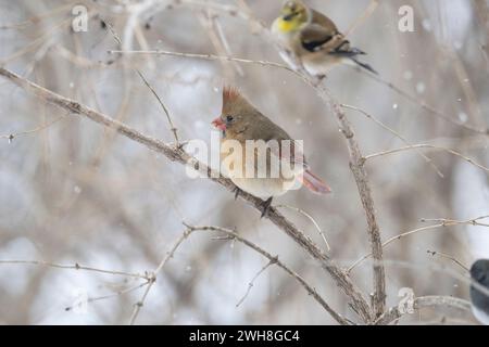 Weiblicher Kardinal im Winter auf einem Baumzweig Stockfoto