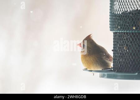 Kardinalweibchen, Cardinalis cardinalis, isst Sonnenblumenkerne vom Vogelfutter Stockfoto