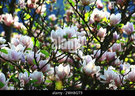 Lotusblüte Magnolia oder Southern Magnolia oder Loblolly Magnolia oder Bull Bay oder großblütige Magnolienblüten, die auf den Zweigen blühen Stockfoto