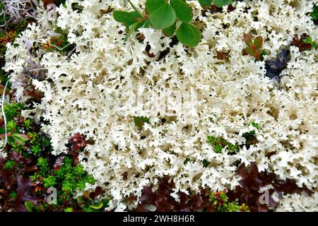 Flechte, Flechte, Cladonia sp., rénzúzmó, Norwegen, Skandinavien, Europa Stockfoto