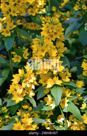 Gepunktete Loosestrife, Punktierter Gilbweiderich, Lysimaque ponctuée, Lysimachia punctata, pettyegetett lizinka, Schweden, Skandinavien, Europa Stockfoto