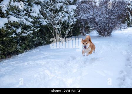 Der rote Shiba-inu-Hund läuft im schneebedeckten Garten Stockfoto