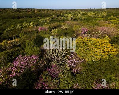 Blick aus der Vogelperspektive auf den caatinga-Wald, typische Vegetation im Nordosten Brasiliens Stockfoto