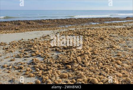 Viele runde Kugeln mit getrockneten ozeanischen Posidonia-Algen am Strand Stockfoto