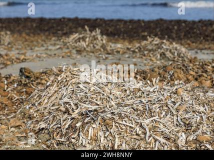 Am Strand und in der Nähe des Wasserrandes stapelten sich Anhäufungen getrockneter ozeanischer Posidonia-Algen Stockfoto