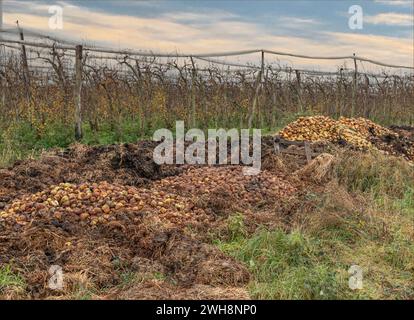 Haufen verrottender Früchte vor den Obstbäumen, wo sie vom Obstbauern entsorgt wurden Stockfoto