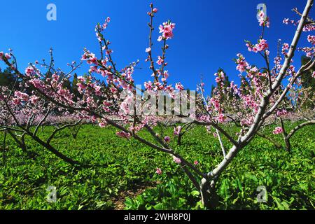 Pfirsichfarbene Blüten blühen an sonnigen Tagen auf den Zweigen des Pfirsichbaums Stockfoto