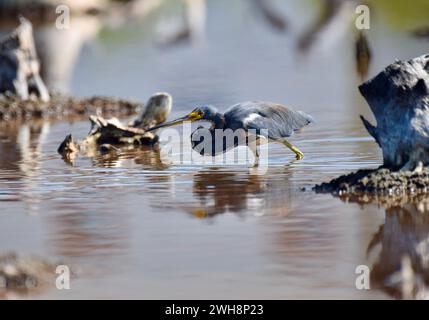 Ein dreifarbiger Reiher (Egretta tricolor), der in einer Mangrove in San Pedro, Ambergris Caye, Belize, nach Nahrung sucht. Stockfoto