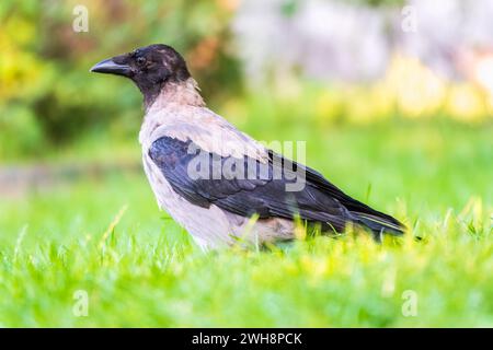 Die Krähe mit Kapuze, corvus cornix, auch Kapuzenpullover genannt, steht im Herbst- oder Frühlingswald auf dem Rasen Stockfoto